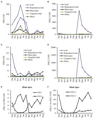 Functional Diversification of Populus FLOWERING LOCUS D-LIKE3 Transcription Factor and Two Paralogs in Shoot Ontogeny, Flowering, and Vegetative Phenology